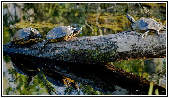 Alligator preserve (26) MK