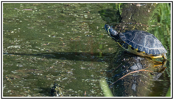 Alligator preserve (137)MK