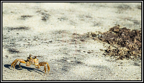 Pea Island Beach (33) MK