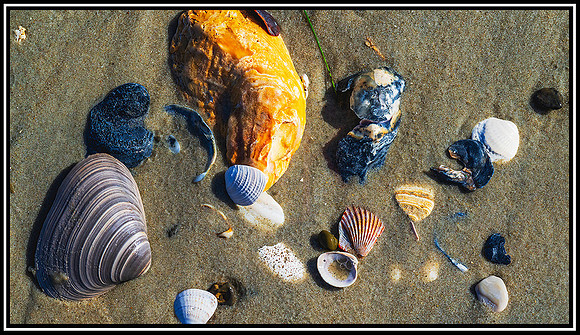 Pea Island Beach (140) MK