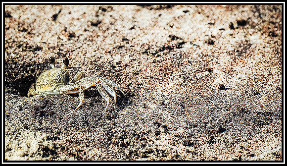 Pea Island Beach (70) MK