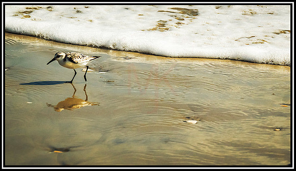 Pea Island Beach (244) MK