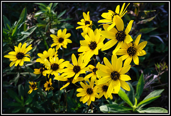 Kiptopeke walk (330) MK