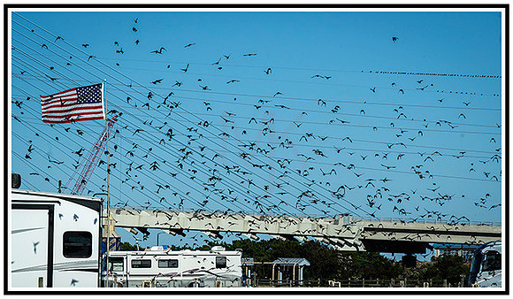 Birds (15) MK