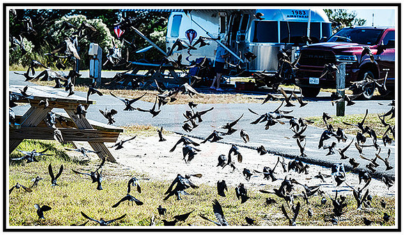 Birds (85) MK