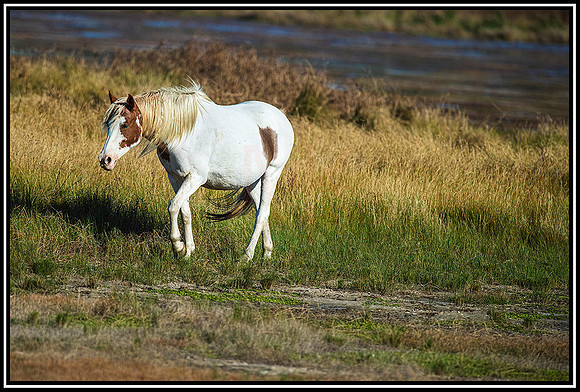 Chincoteague horses (700) MK