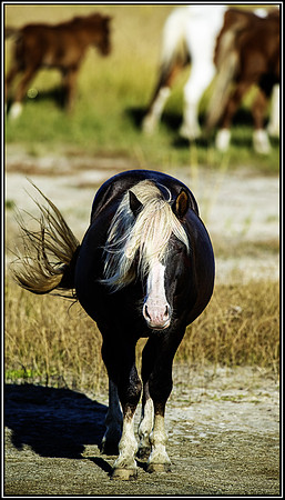 Chincoteague horses (238) MK
