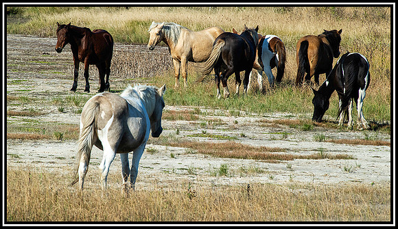 Chincoteague horses (930) MK
