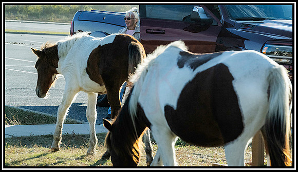Assateague  Horses (1050) MK