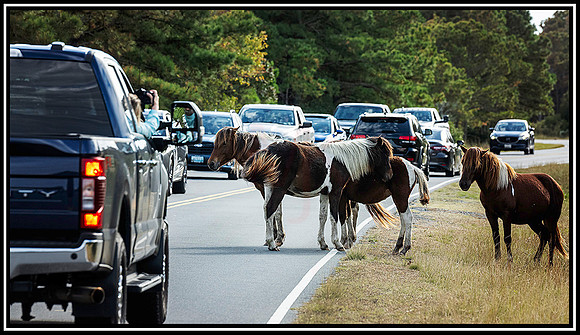 Assateague  Horses (840) MK