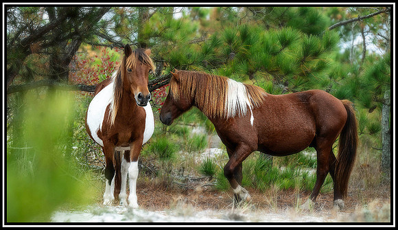 Assateague  Horses (73) MK