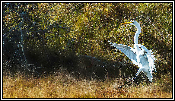 Assateague  Horses (703) MK
