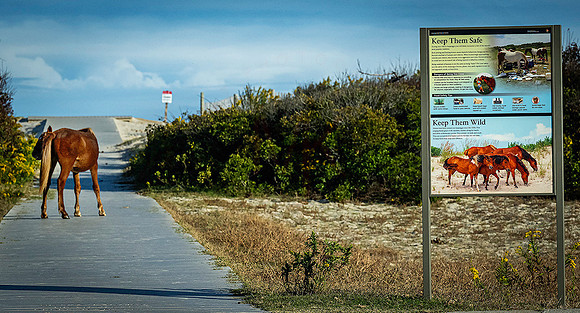 Assateague  Horses (1067) MK
