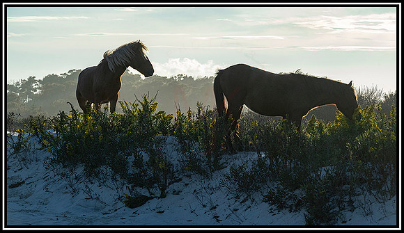 Assateague  Horses (1855) MK