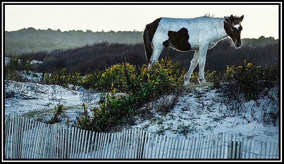 Assateague  Horses (1509) MK