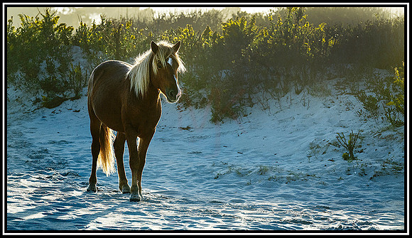 Assateague  Horses (1965) MK