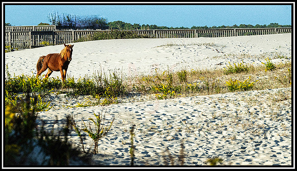 Assateague  Horses (1302) MK