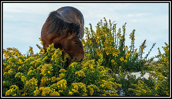 Assateague  Horses (2348) MK