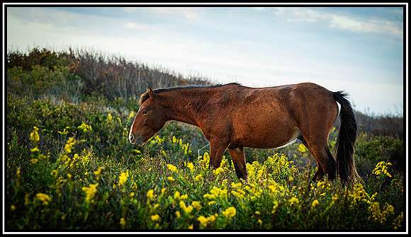 Assateague  Horses (2595) MK