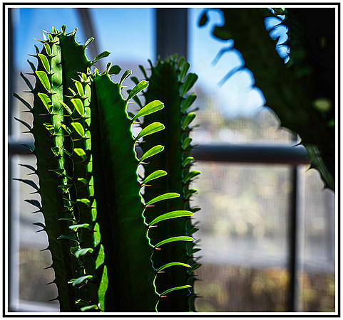 botanical Garden (107) MK