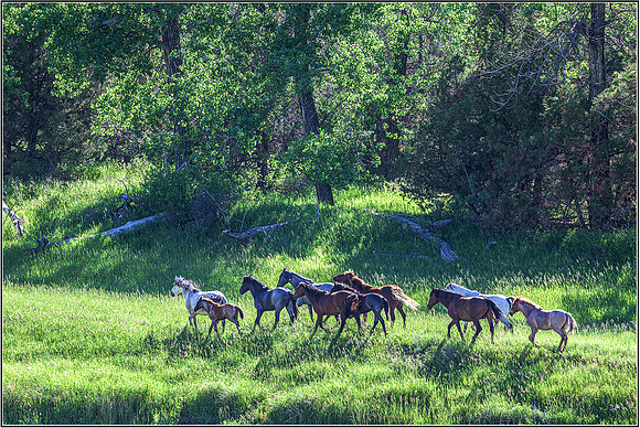 Horses-2006 MK