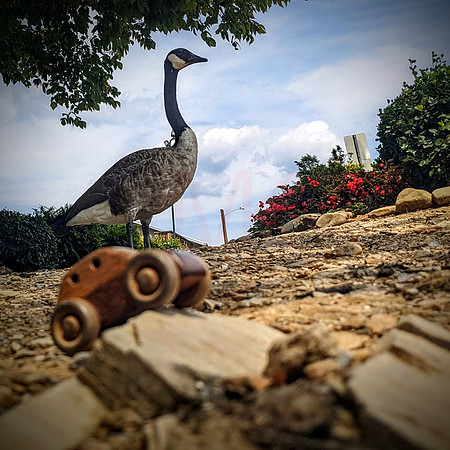 Goose