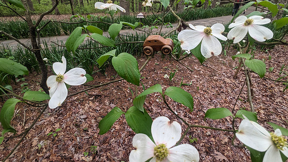 Dogwood