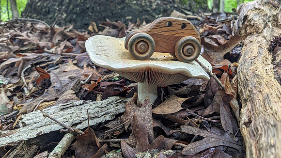 Mushroom
