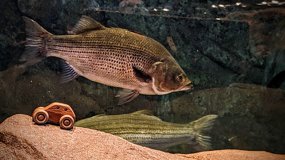 Bass Pro