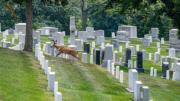 Arlington National Cemetary Virginia