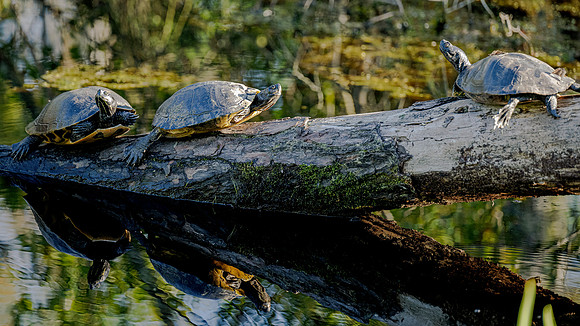 Alligator Preserve North Carolina
