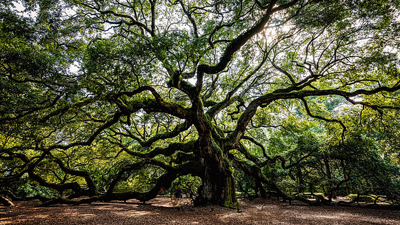 Angel Tree South Carolina