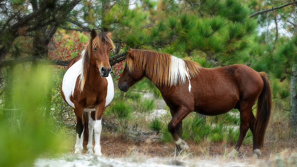 Assateague Horses Maryland
