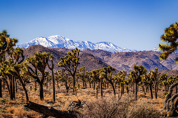 Joshua Tree California