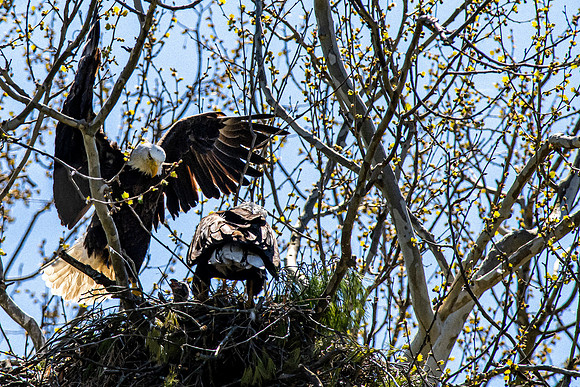Bald Eagles Nest Missouri