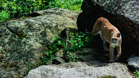 Grandfather Mountain North Carolina