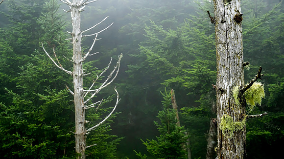 Smokey Mountains North Carolina