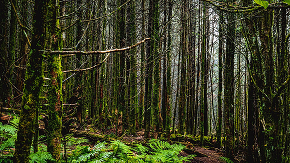 Smokey Mountains North Carolina
