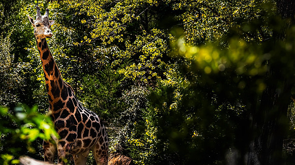 North Carolina Zoo
