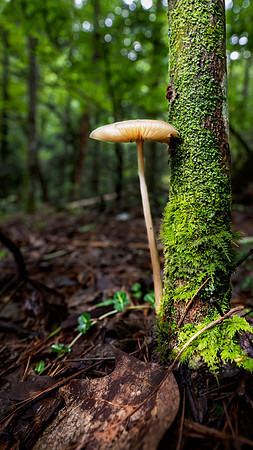 Oconee State Park South Carolina
