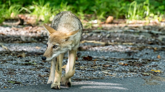 Smokey Mountain National Park North Carolina