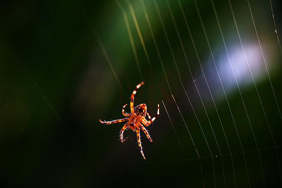 Spider-001