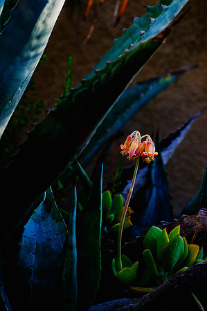 suculent flower