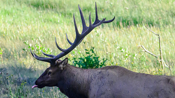 ELK-1204 copy