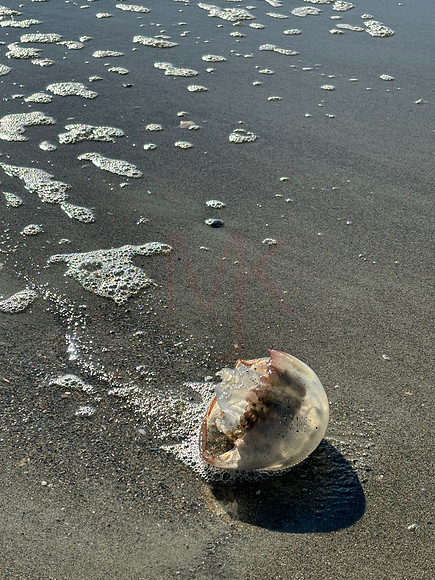 HBbb beach