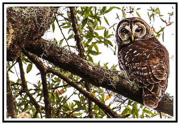 Owl-042 MK