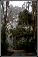 Creepy trees moss
