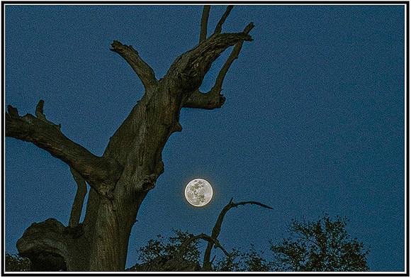 FULLmoon (45) MK