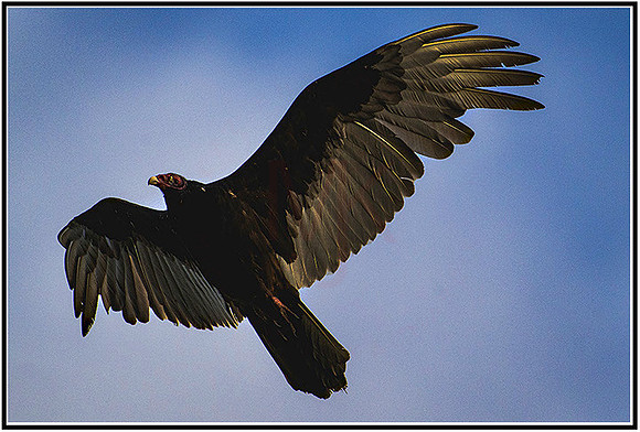 Buzzards-020 MK