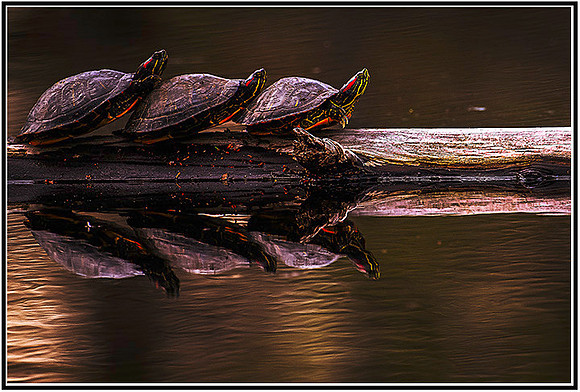 Pond critters-008 MK